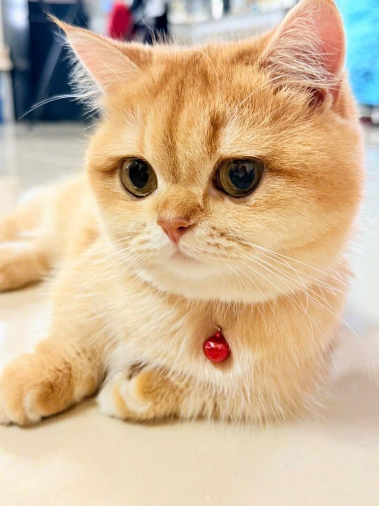 Lông miêu mềm mại, tinh tế, chú mèo vàng đáng yêu với vòng cổ và quả chuông. Mèo dễ thương, phù hợp hình ảnh chăm sóc thú cưng.